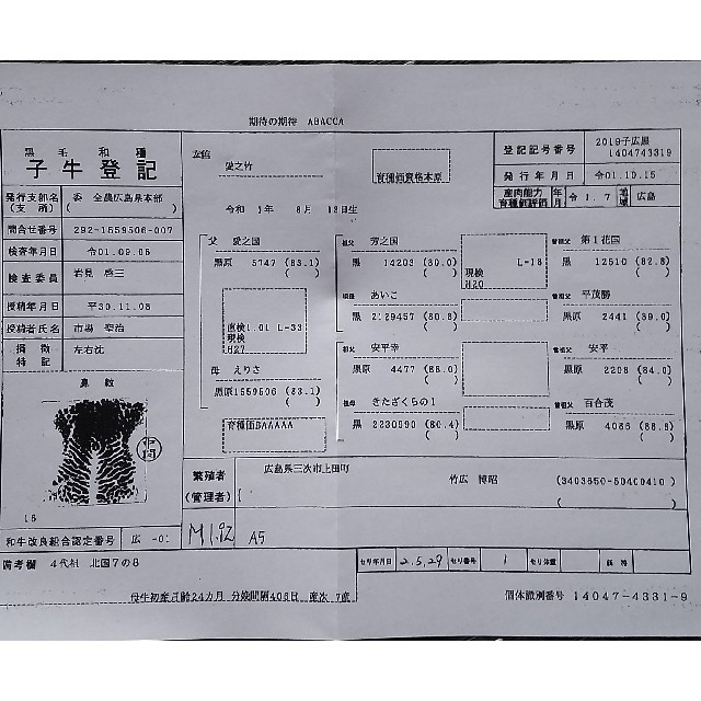 国産高級黒毛和牛 A5証明書付 ロースしゃぶしゃぶ すき焼き900g保冷バッグ 食品/飲料/酒の食品(肉)の商品写真