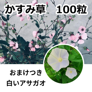 ★カスミソウの種　ピンク　エレガンス系？　100粒+アサガオの種(その他)