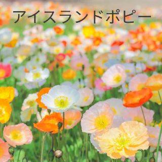 アイスランドポピー  花種  たくさん(プランター)