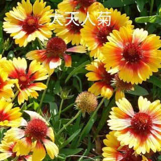 オオテンニンギク 混合 30粒 花種 ガイラルディア(その他)