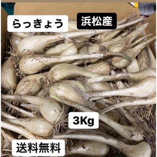 土付きらっきょう 3kg 静岡県浜松産(野菜)