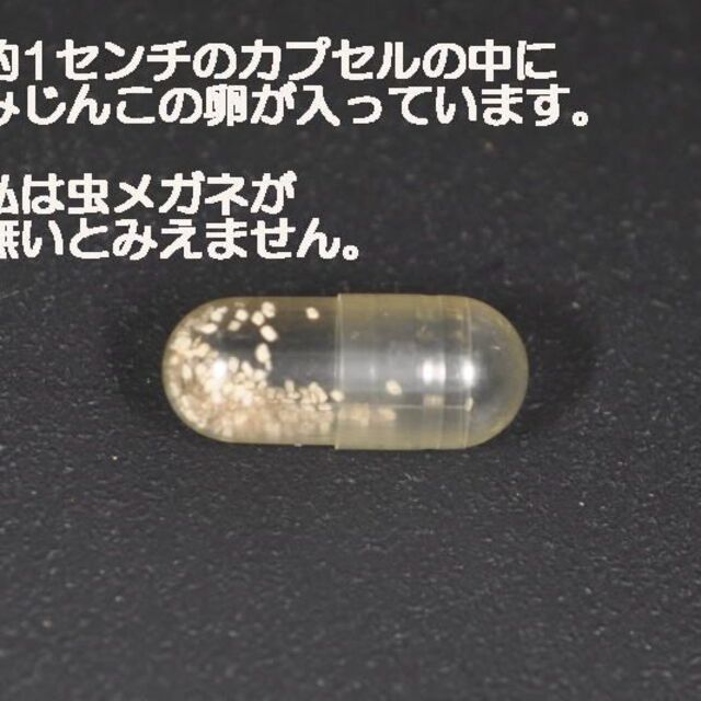 国産　タマミジンコ　たまみじんこ　 飼育セット　ムックリワーク　　　粉末クロレラ その他のペット用品(アクアリウム)の商品写真