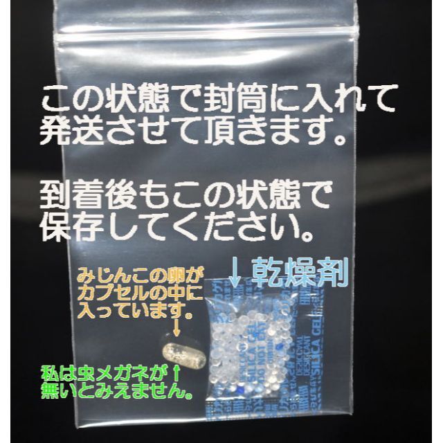 国産　タマミジンコ　たまみじんこ　 飼育セット　ムックリワーク　　　粉末クロレラ その他のペット用品(アクアリウム)の商品写真