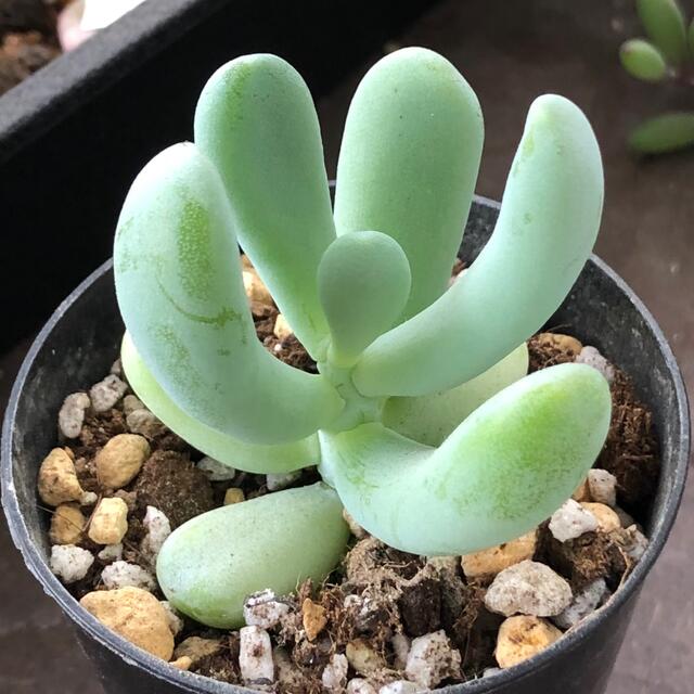 専用‼︎多肉植物^o^  バナナ美人