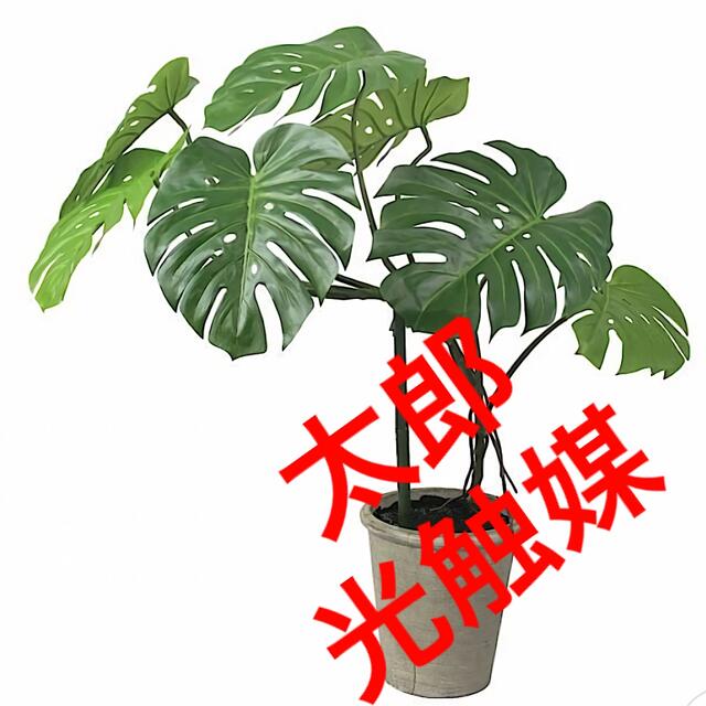 光触媒　人工観葉植物　ウォールグリーン　フェイクグリーン　モンステラ中