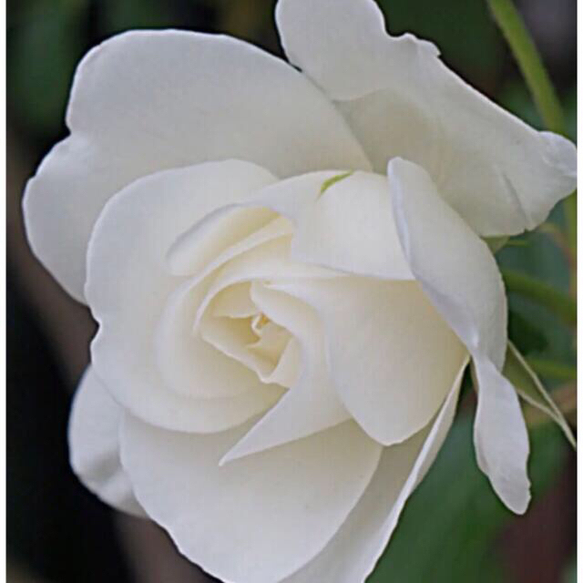 薔薇苗　透き通る白さ ハンドメイドのフラワー/ガーデン(その他)の商品写真