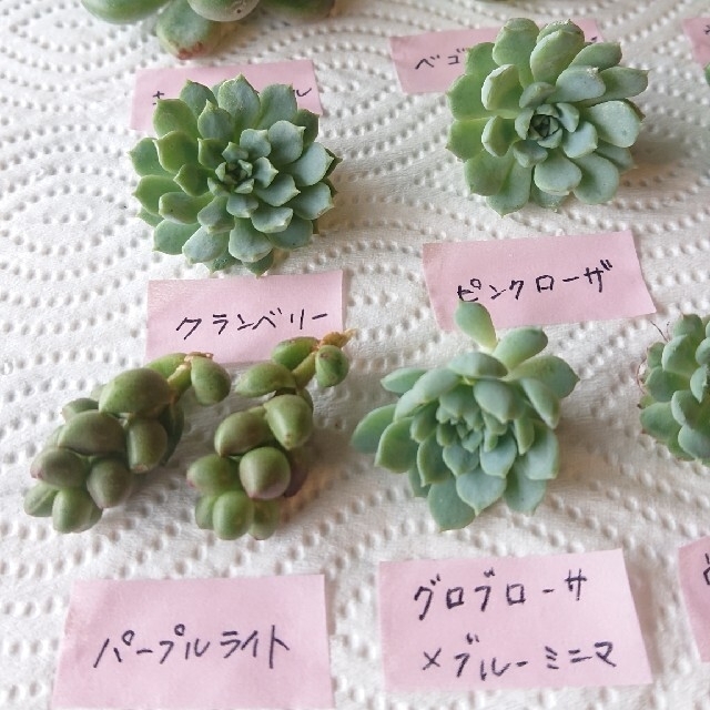 多肉植物🌱カット苗10種❣️ベゴニアベリー❣️✨ピンクローザ❣️クランベリ✨ ハンドメイドのフラワー/ガーデン(その他)の商品写真