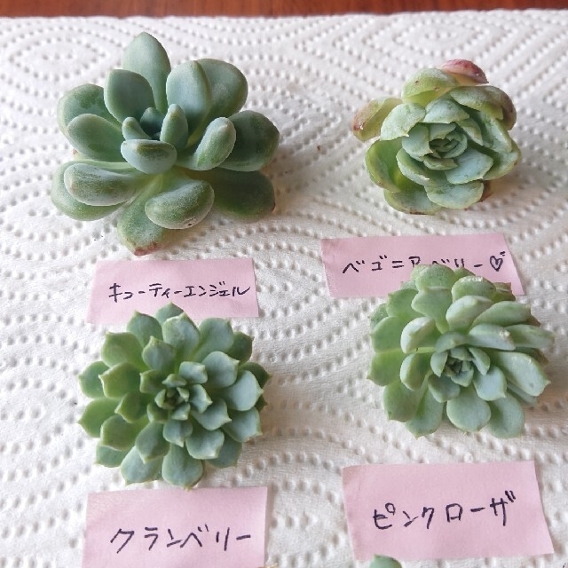 多肉植物🌱カット苗10種❣️ベゴニアベリー❣️✨ピンクローザ❣️クランベリ✨ ハンドメイドのフラワー/ガーデン(その他)の商品写真