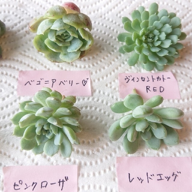 多肉植物🌱カット苗10種❣️ベゴニアベリー❣️✨ピンクローザ❣️クランベリ✨ ハンドメイドのフラワー/ガーデン(その他)の商品写真