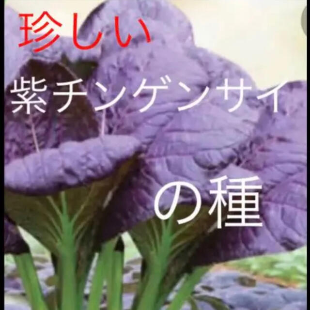 珍しい 紫チンゲンサイ 野菜の種 20個 食品/飲料/酒の食品(野菜)の商品写真