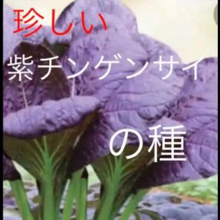 珍しい 紫チンゲンサイ 野菜の種 20個(野菜)