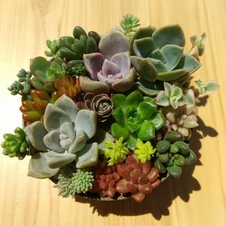 多肉植物 寄せ植えなどに☆彡アグネスローズ＆レディシア＆虹の玉など カット苗(その他)