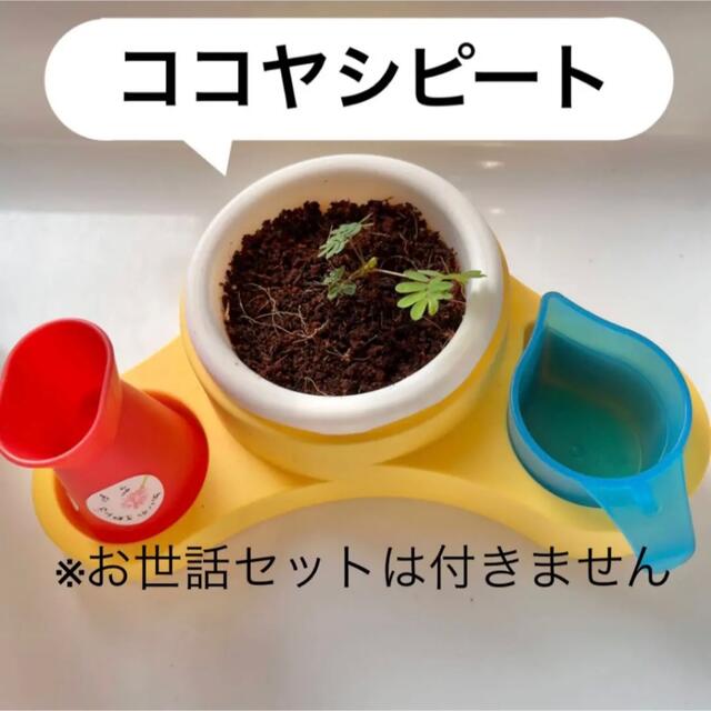 ココヤシピート ココピート 園芸用土 室内用 園芸土 圧縮土 おじぎそう キッズ/ベビー/マタニティのおもちゃ(知育玩具)の商品写真