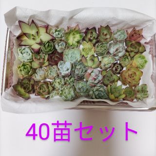 寄植え用　多肉セット(その他)