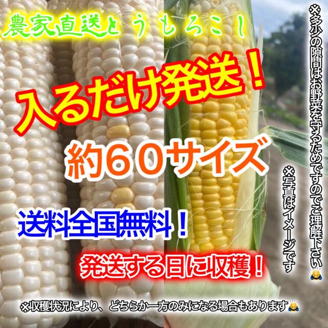 農家直送とうもろこし約６０サイズ入るだけ、すぐ購入可能！   食品/飲料/酒の食品(野菜)の商品写真