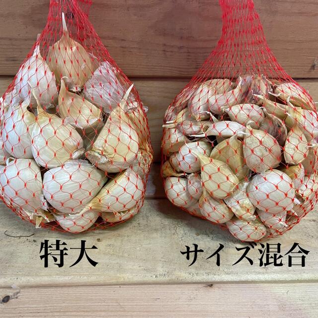 本場からお届け!!青森県産にんにく 福地ホワイト六片 バラ お試し500ｇ 食品/飲料/酒の食品(野菜)の商品写真