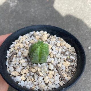 ユーフォルビア　カメレオンヘルメット　カキコ(その他)