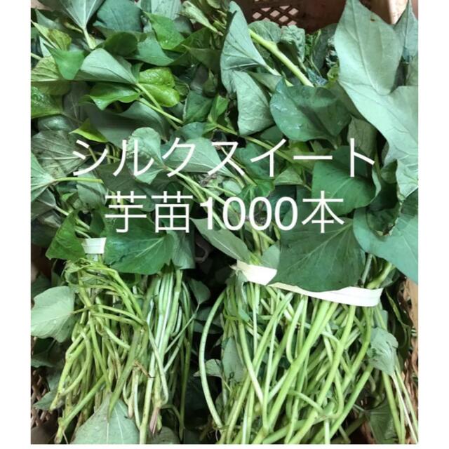 シルクスイート芋苗1000本食品/飲料/酒
