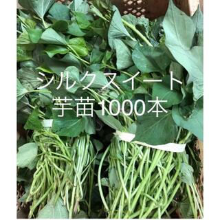 シルクスイート芋苗1000本(野菜)