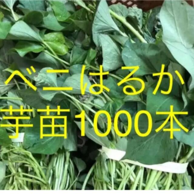 ベニはるか芋苗1000本 食品/飲料/酒の食品(野菜)の商品写真