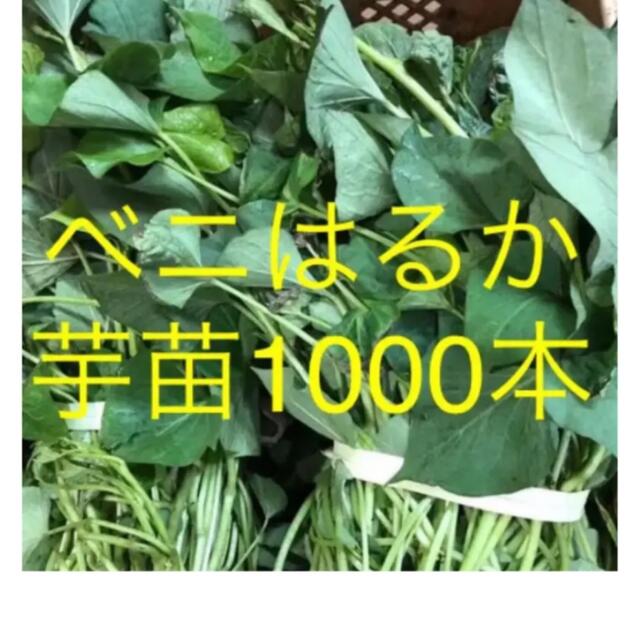 はるか芋苗1000本