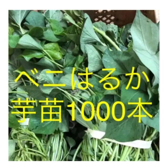 ベニはるか芋苗1000ほ