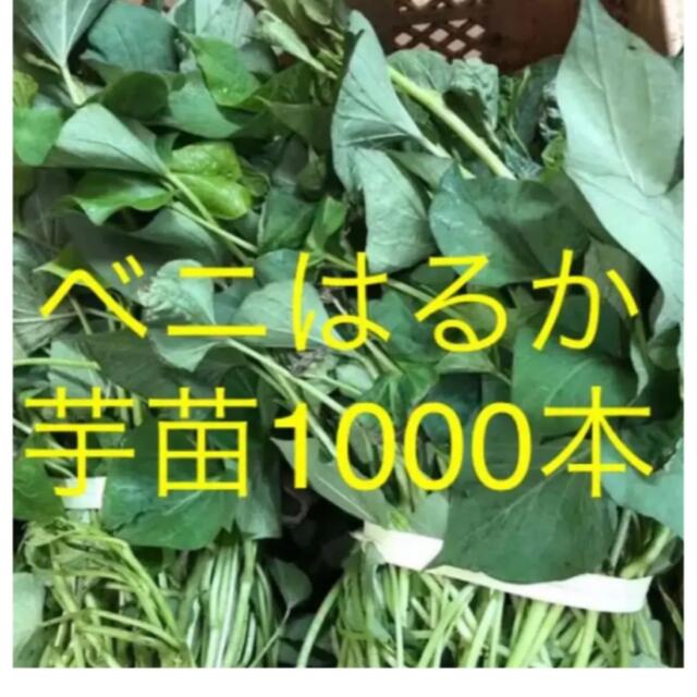 ベニはるか芋苗1000本