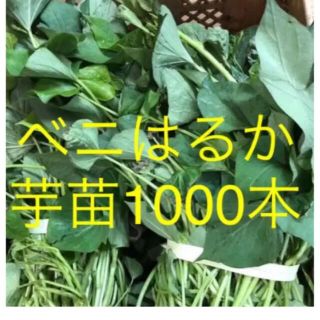 ベニはるか芋苗1000本(野菜)