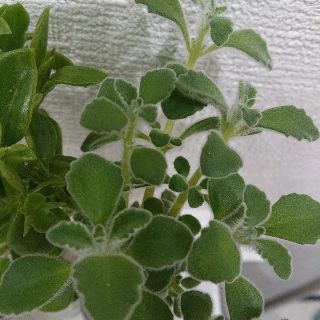 パステルミント アロマティカス 多肉植物 根付き(その他)