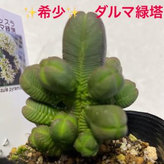 多肉植物　希少✨ダルマ緑塔　クラッスラ　札付き　安心の抜き苗②(その他)