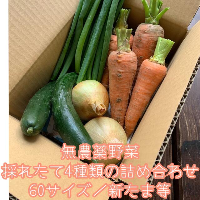 無農薬野菜＊採れたて4種類の詰め合わせ＊新たま等＊60サイズ＊ 食品/飲料/酒の食品(野菜)の商品写真