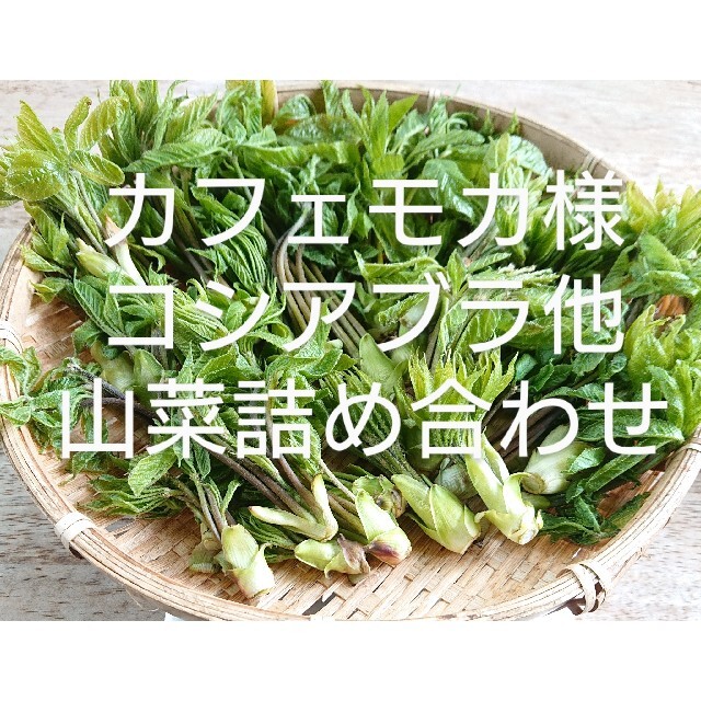 カフェモカ様専用  山菜詰め合わせ 北アルプス産  ゆしゃはま 食品/飲料/酒の食品(野菜)の商品写真