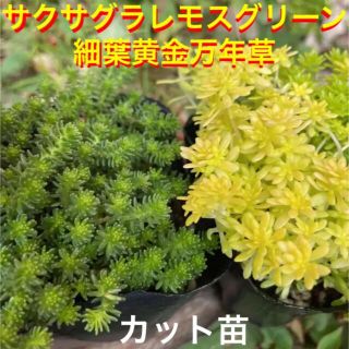 多肉植物　サクサグラレモスグリーン＆細葉黄金万年草　カット苗　初心者向け(その他)