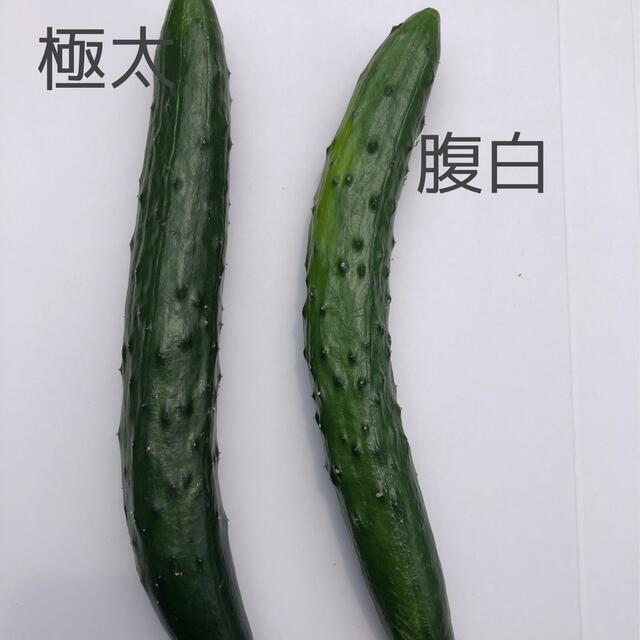 朝採り　きゅうり　訳あり　箱込み4.8kg 食品/飲料/酒の食品(野菜)の商品写真