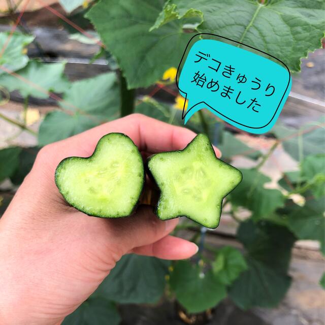 朝採り　きゅうり　ネコポス発送 食品/飲料/酒の食品(野菜)の商品写真