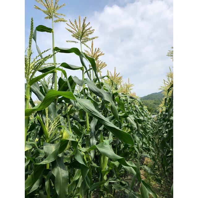 朝採り発送　ベビーコーン　ヤングコーン 食品/飲料/酒の食品(野菜)の商品写真