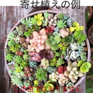 【多肉植物】ちまちま寄せ作成セット　◎明日福岡より発送致します(その他)