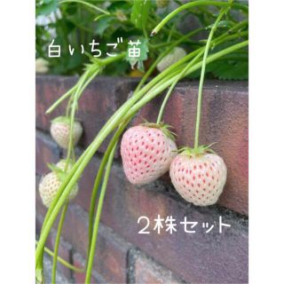 ２株セット⭐︎無農薬　白いちご苗 いちご苗(フルーツ)