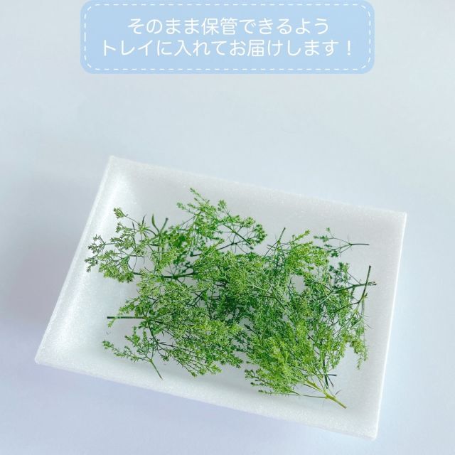 【ドライフラワー】夕霧草 ハンドメイドのフラワー/ガーデン(ドライフラワー)の商品写真