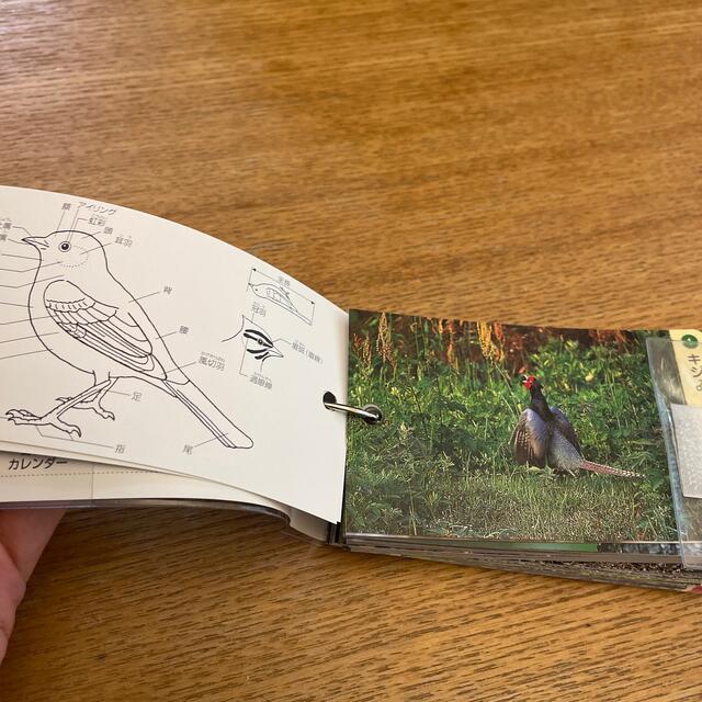 日本の野鳥７８種 身近な野鳥編　携帯用　 エンタメ/ホビーの本(その他)の商品写真