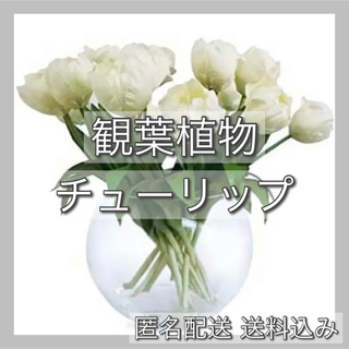 【⭐️大特価⭐️】チューリップ 観葉植物 花瓶 可愛い インテリア 白(花瓶)