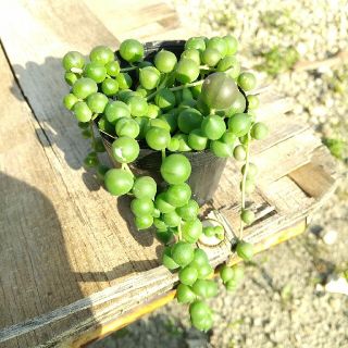 多肉植物　グリーンネックレス　抜き苗(その他)