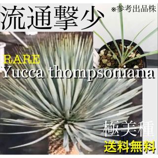 ★人気稀少種★ユッカ トンプソニアーナ 実生1株★参考耐寒−18℃(その他)