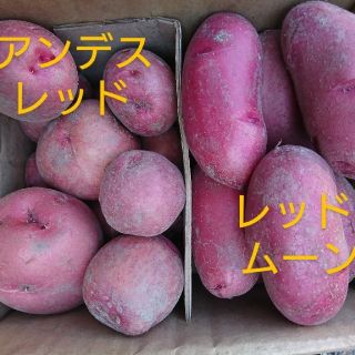 赤じゃがいもセット　3kg(野菜)