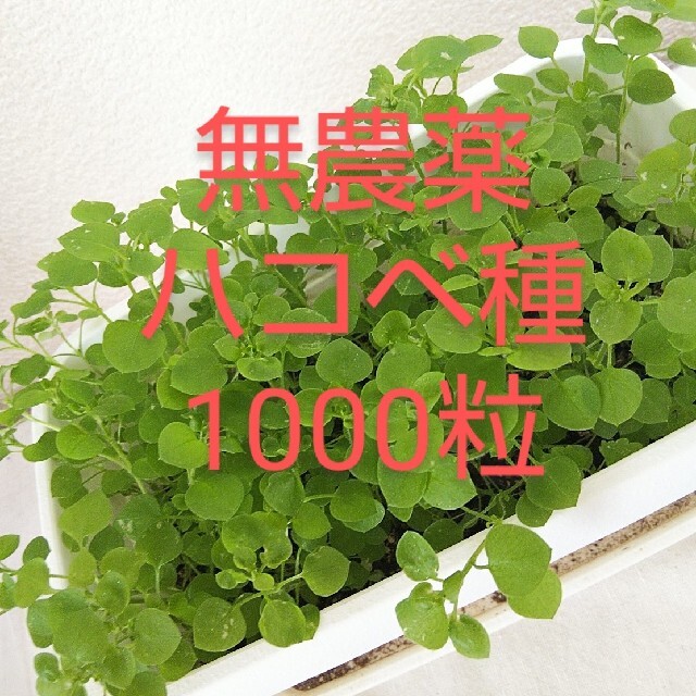 無農薬 ハコベ種 1000粒 その他のペット用品(鳥)の商品写真