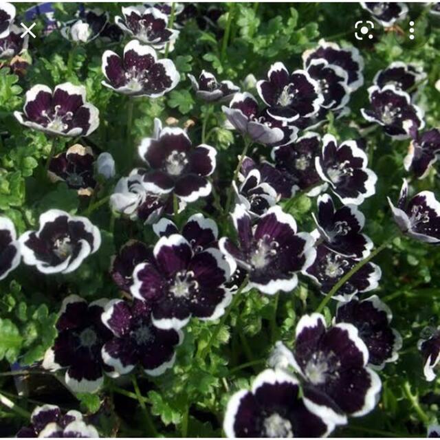 ◆ラスト！◆ネモフィラ(ブラック)の種　花の種 ハンドメイドのフラワー/ガーデン(プランター)の商品写真