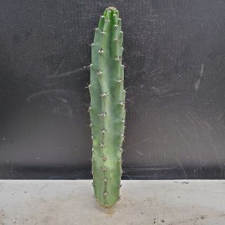 サボテン🌵袖ケ浦(その他)