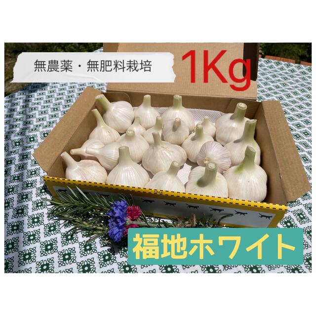 農薬栽培期間中不使用 無肥料　福地ホワイト　ニンニク　1Kg 食品/飲料/酒の食品(野菜)の商品写真