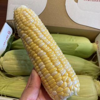 朝採り　とうもろこし　ドルチェドリーム3本入り(野菜)