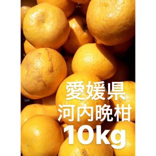 愛媛県産　河内晩柑　宇和ゴールド　柑橘　10kg(フルーツ)